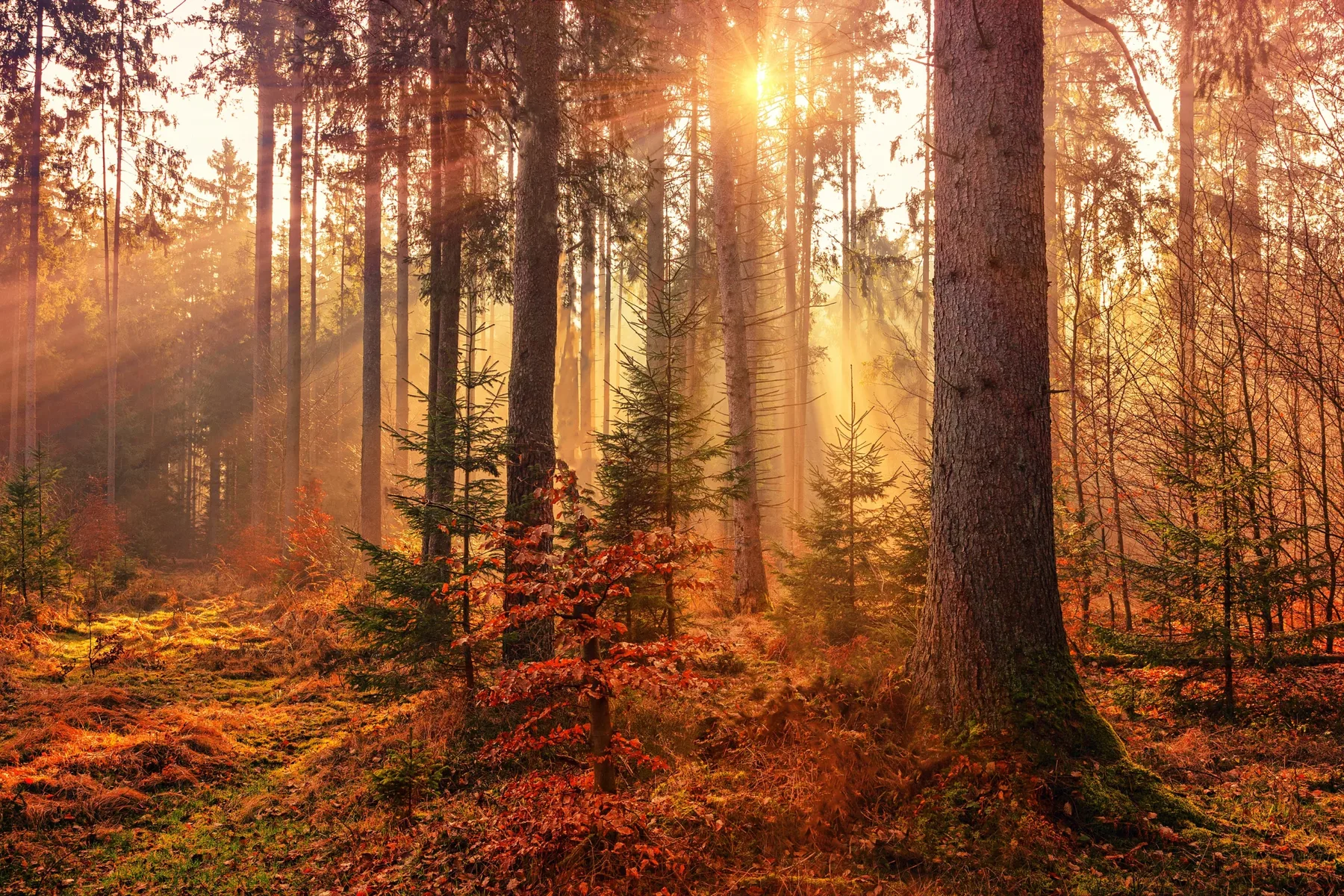 Gesund und Selbstbestimmt bis ins hohe Alter
